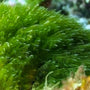 Spiruline